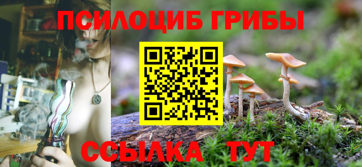 Вязьма  Псилоцибиновые грибы Psilocybe  Вход с VPN 